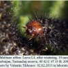 melitaea abbas turanchay larva4 after3